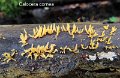 Calocera cornea-amf363